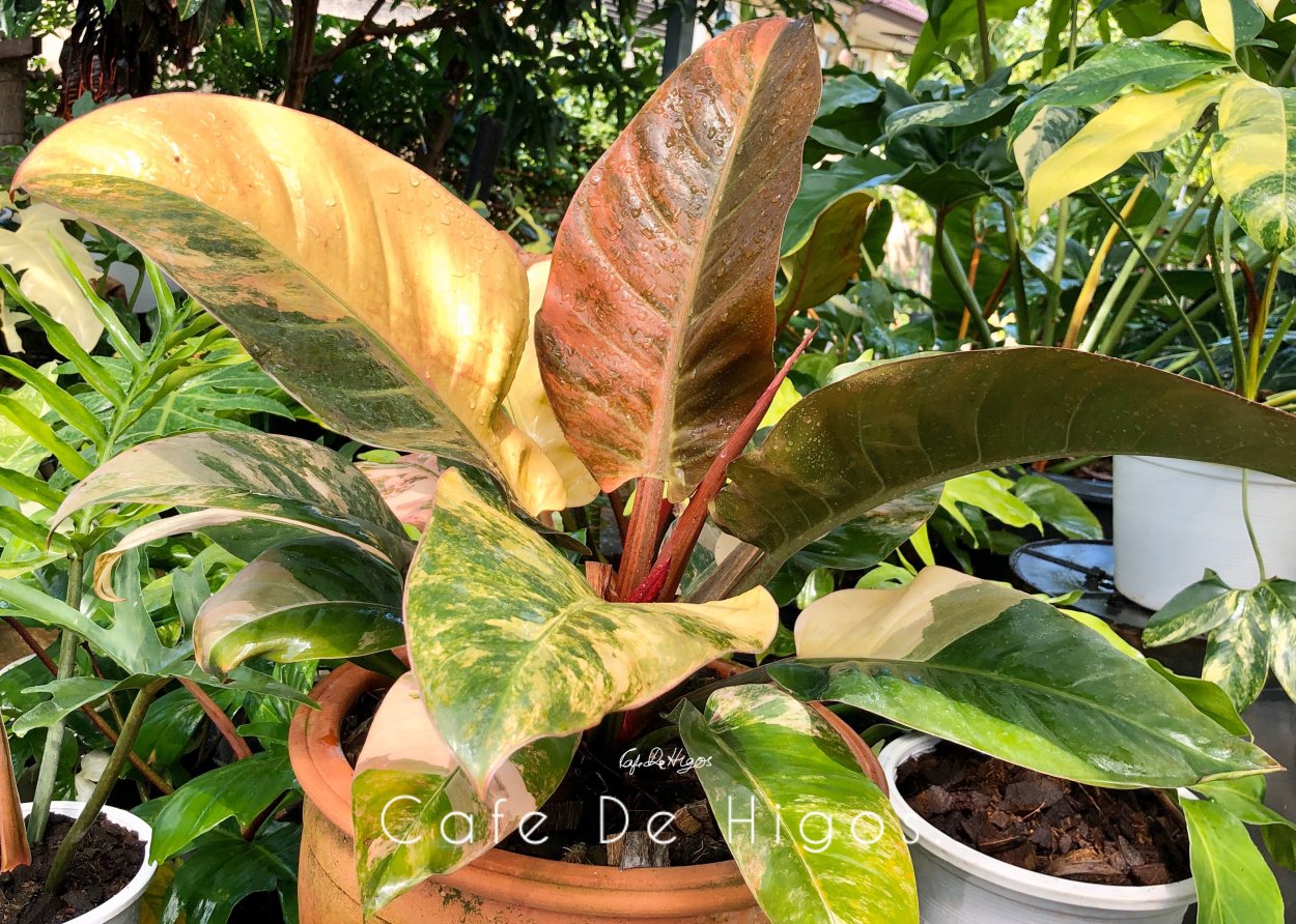 Филодендрон goeldii variegated