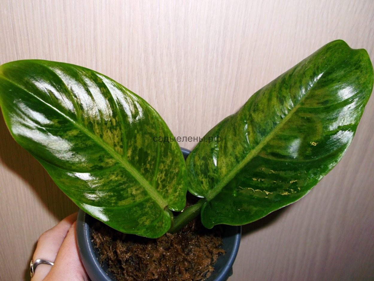 Филодендрон Вариегата