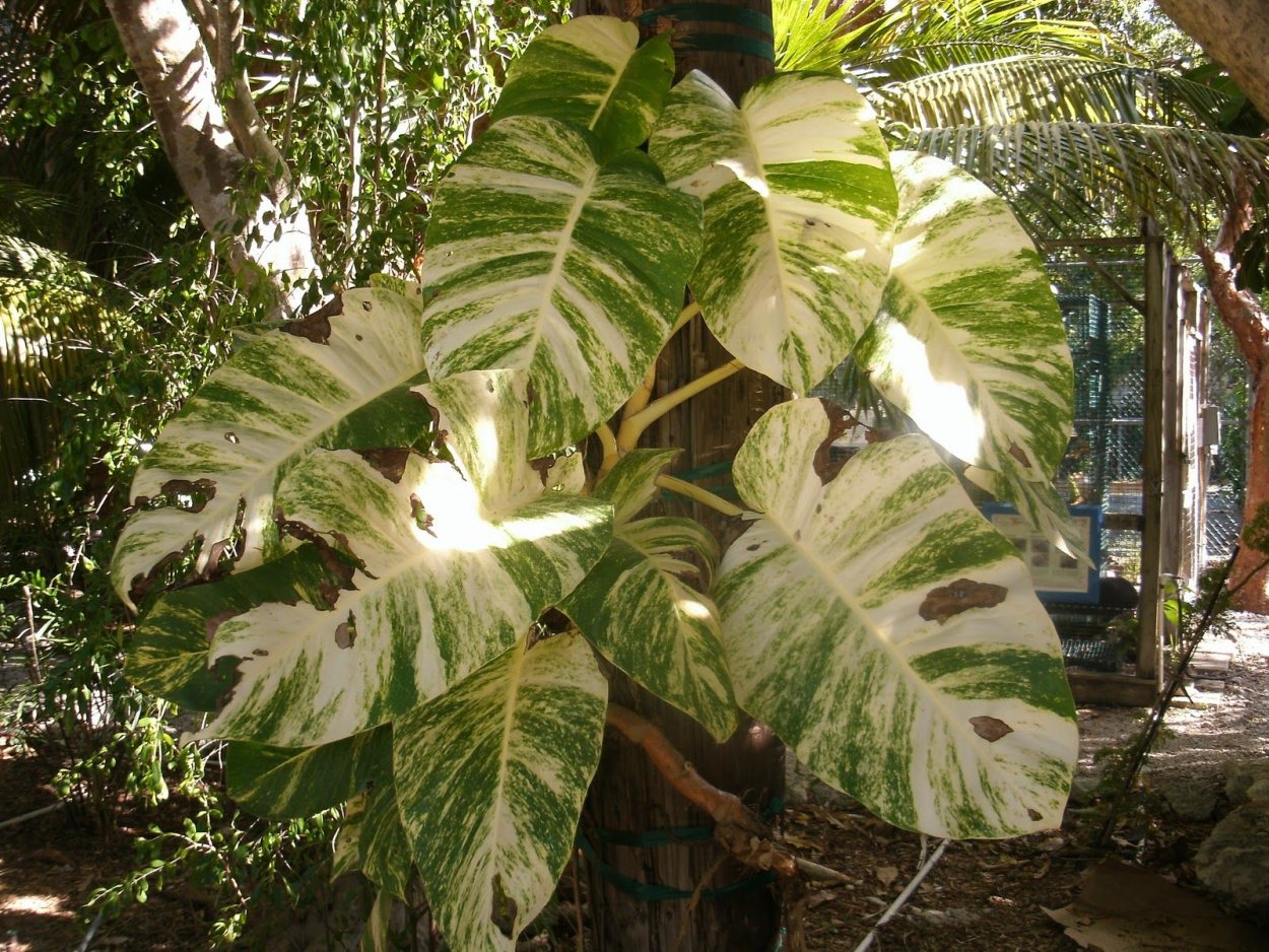 Филодендрон белый рыцарь