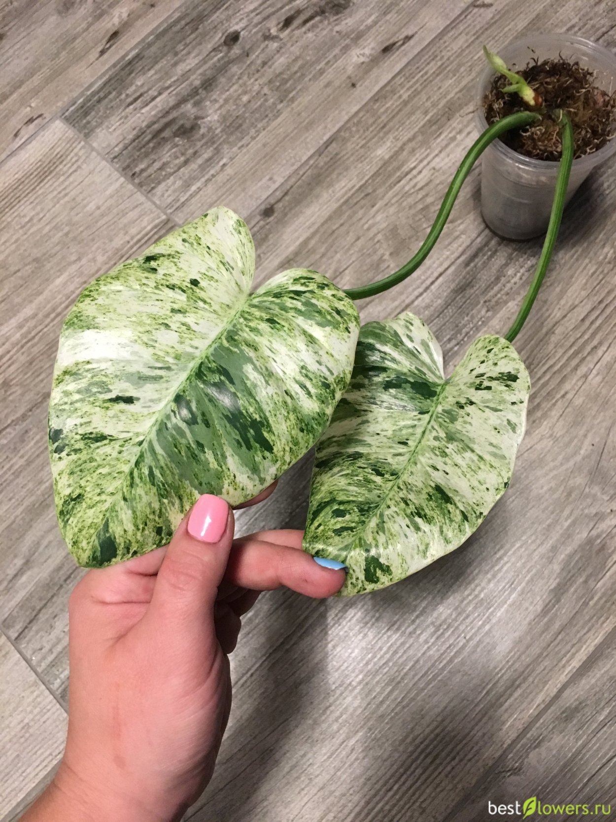 Филодендрон Блэк Кардинал вариегатный