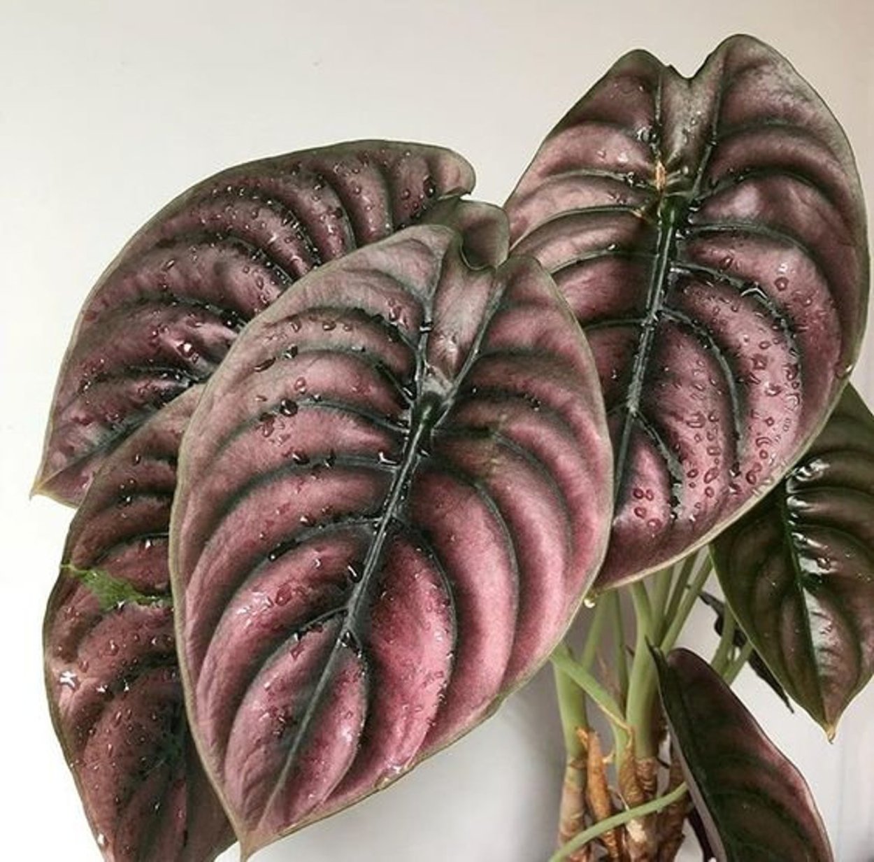 Алоказия зебрина ретикулята