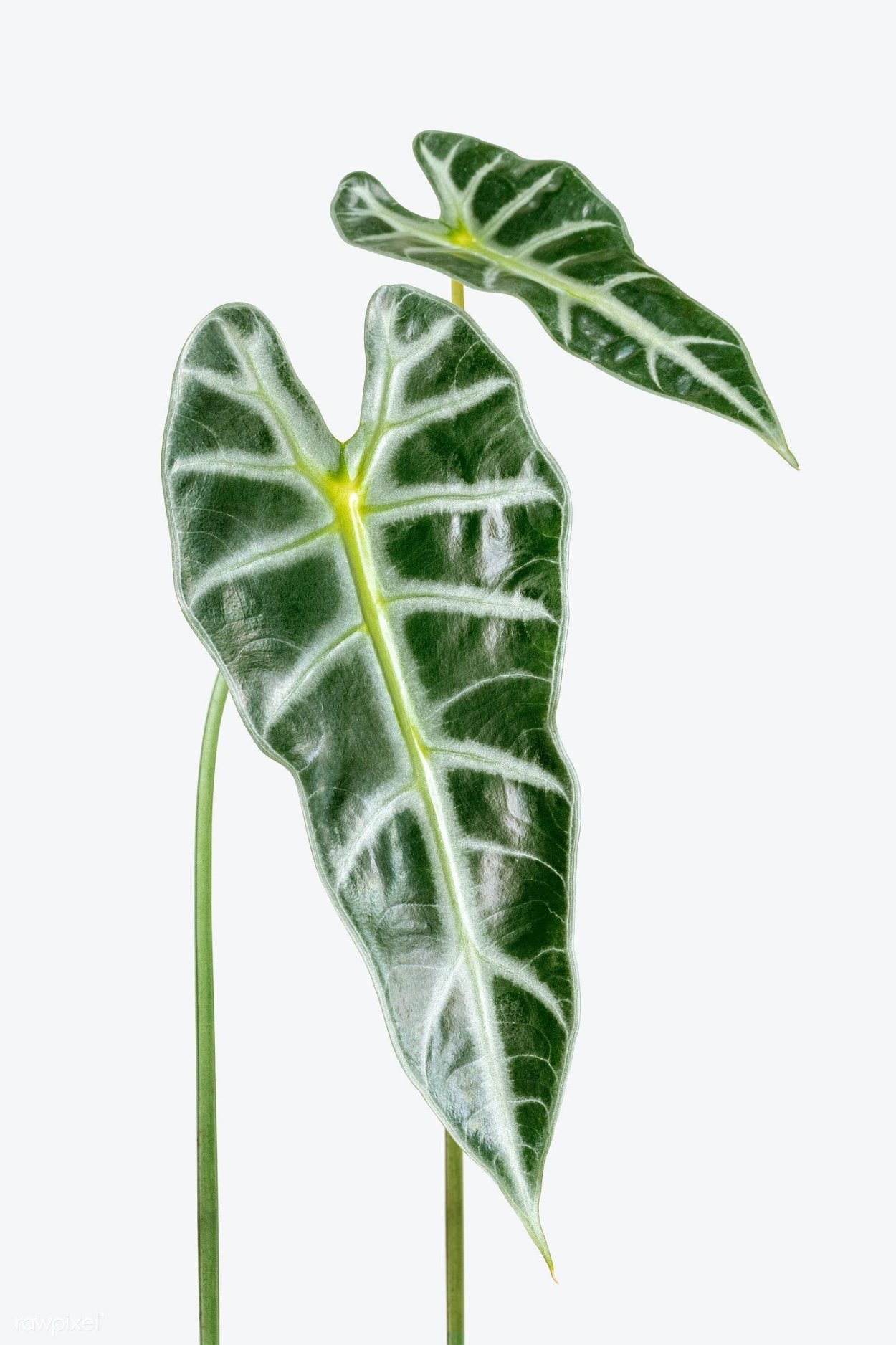 Алоказия айвори Кост