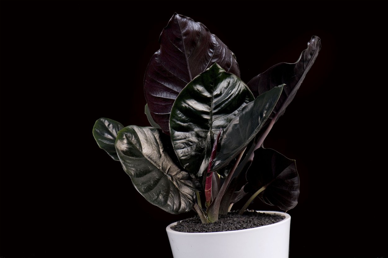 Алоказия Регина