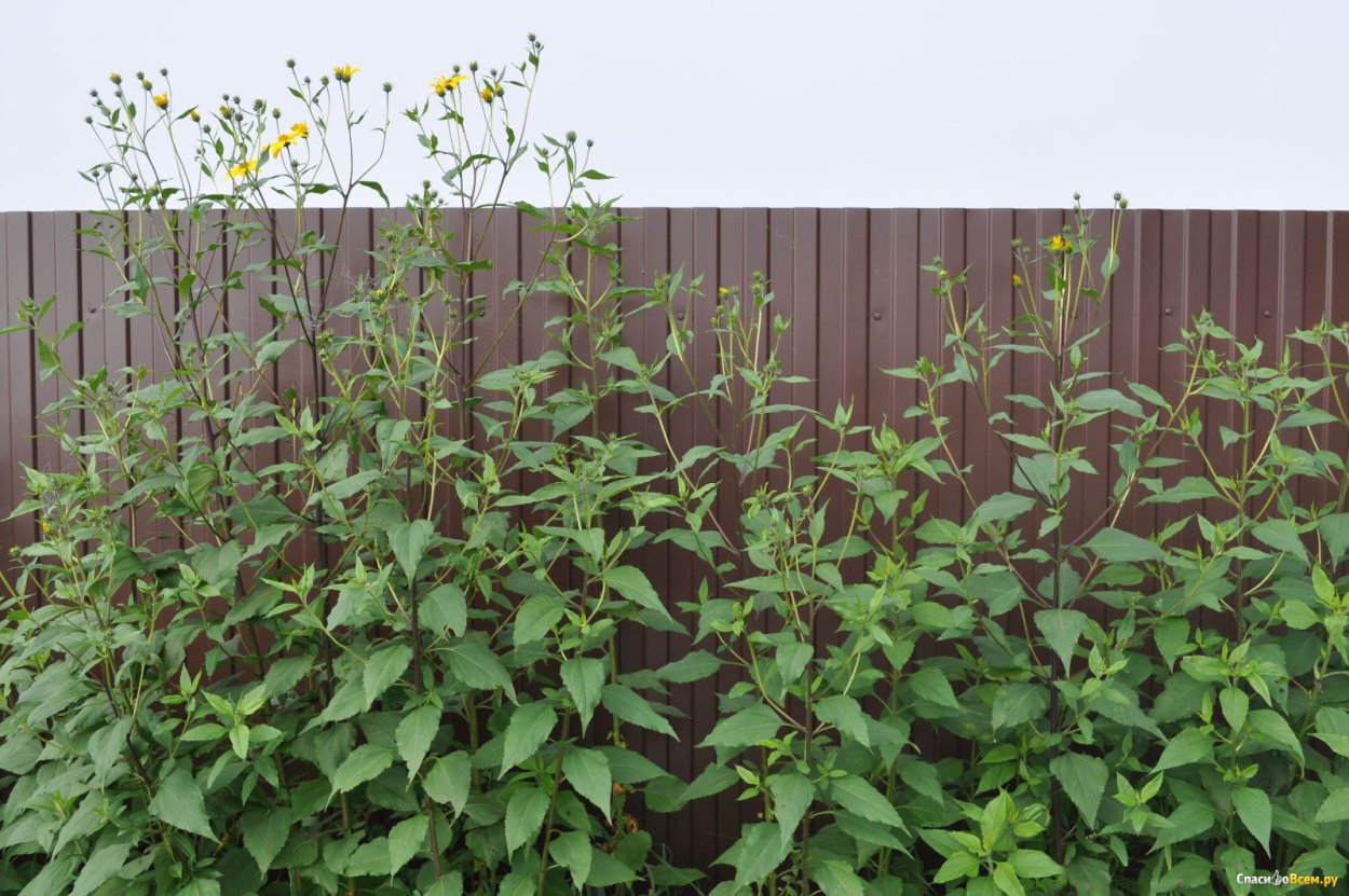 Топинамбур Живая изгородь