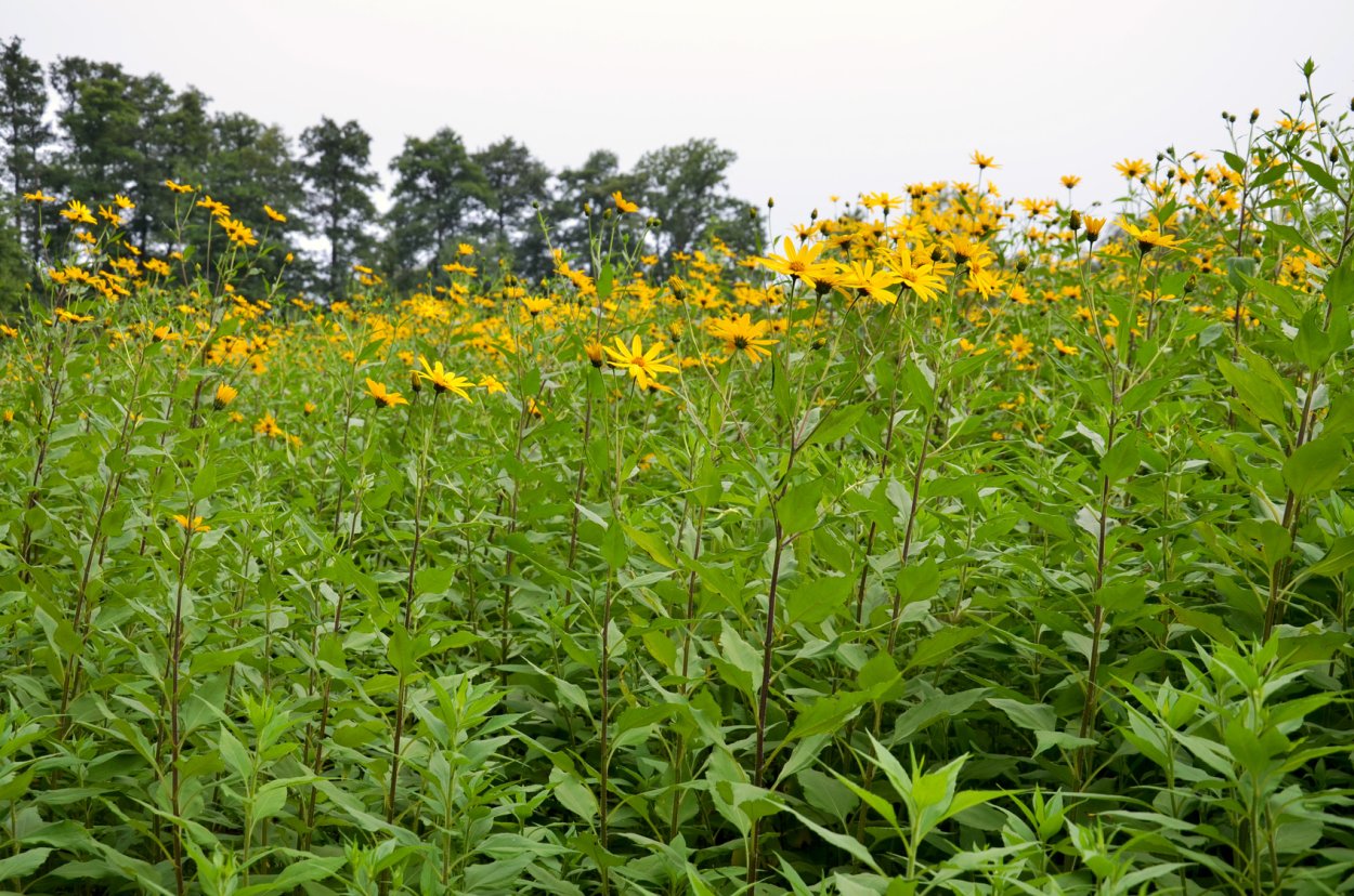 Жимолость Живая изгородь