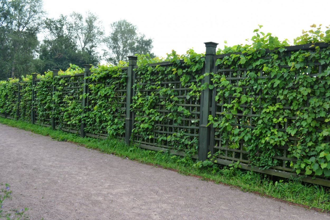 Граб Живая изгородь