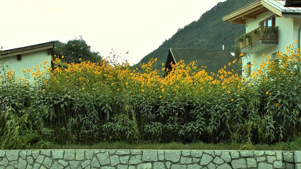 Живая изгородь из топинамбура