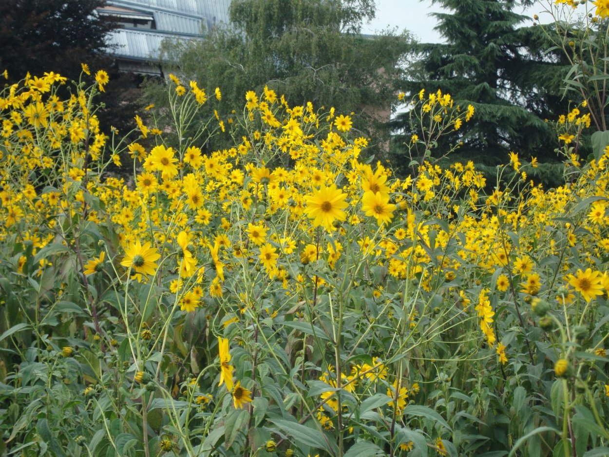 Дерен Элегантиссима