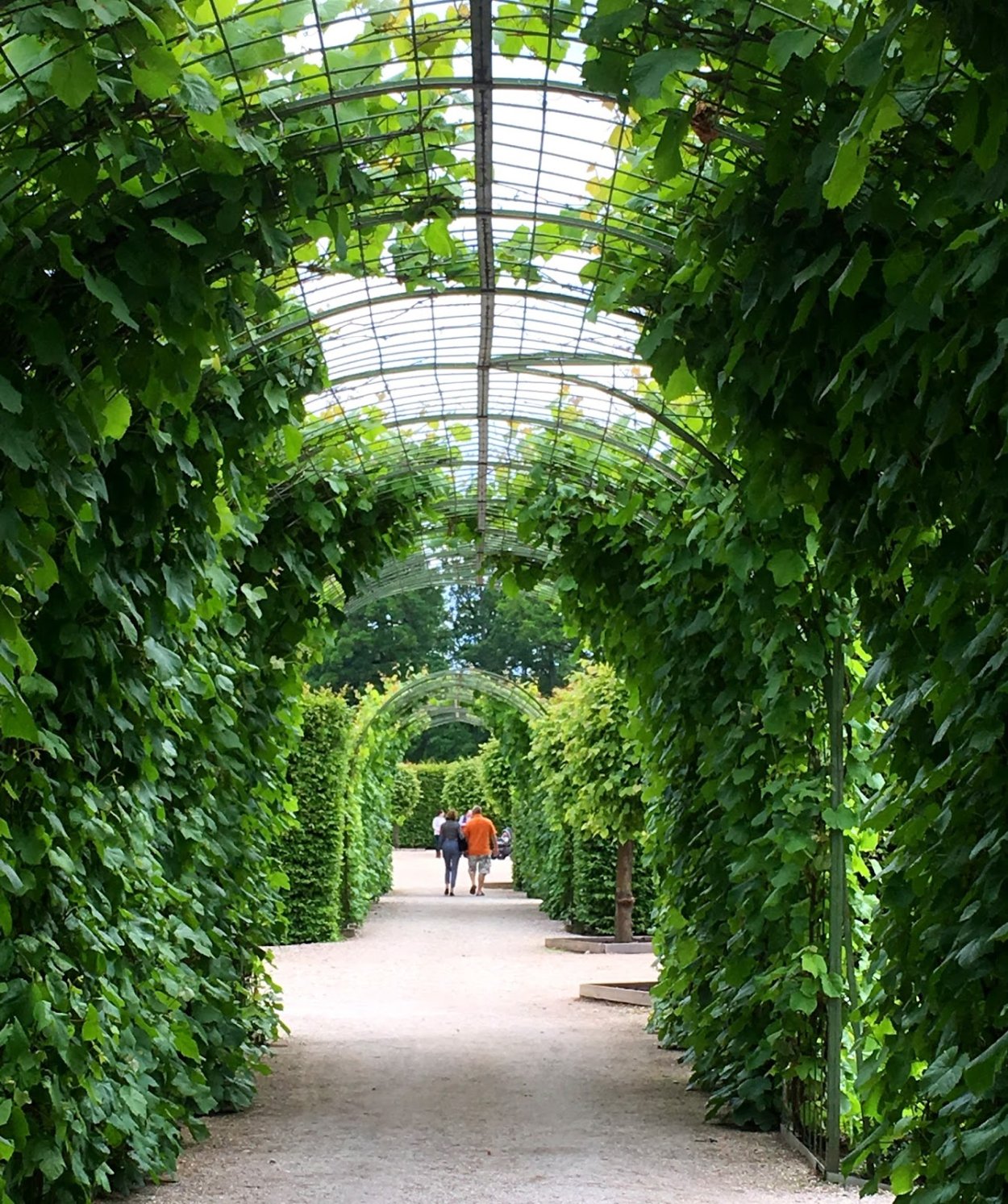 Лапчатка кустарниковая Живая изгородь