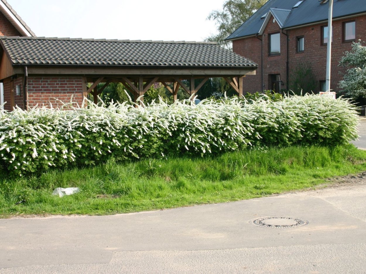 Подсолнух декоративный топинамбур