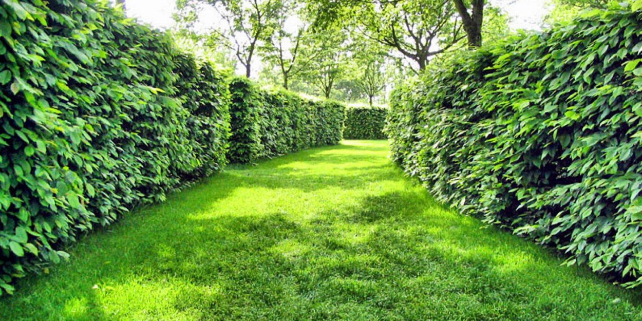 Кизильник бордюрный