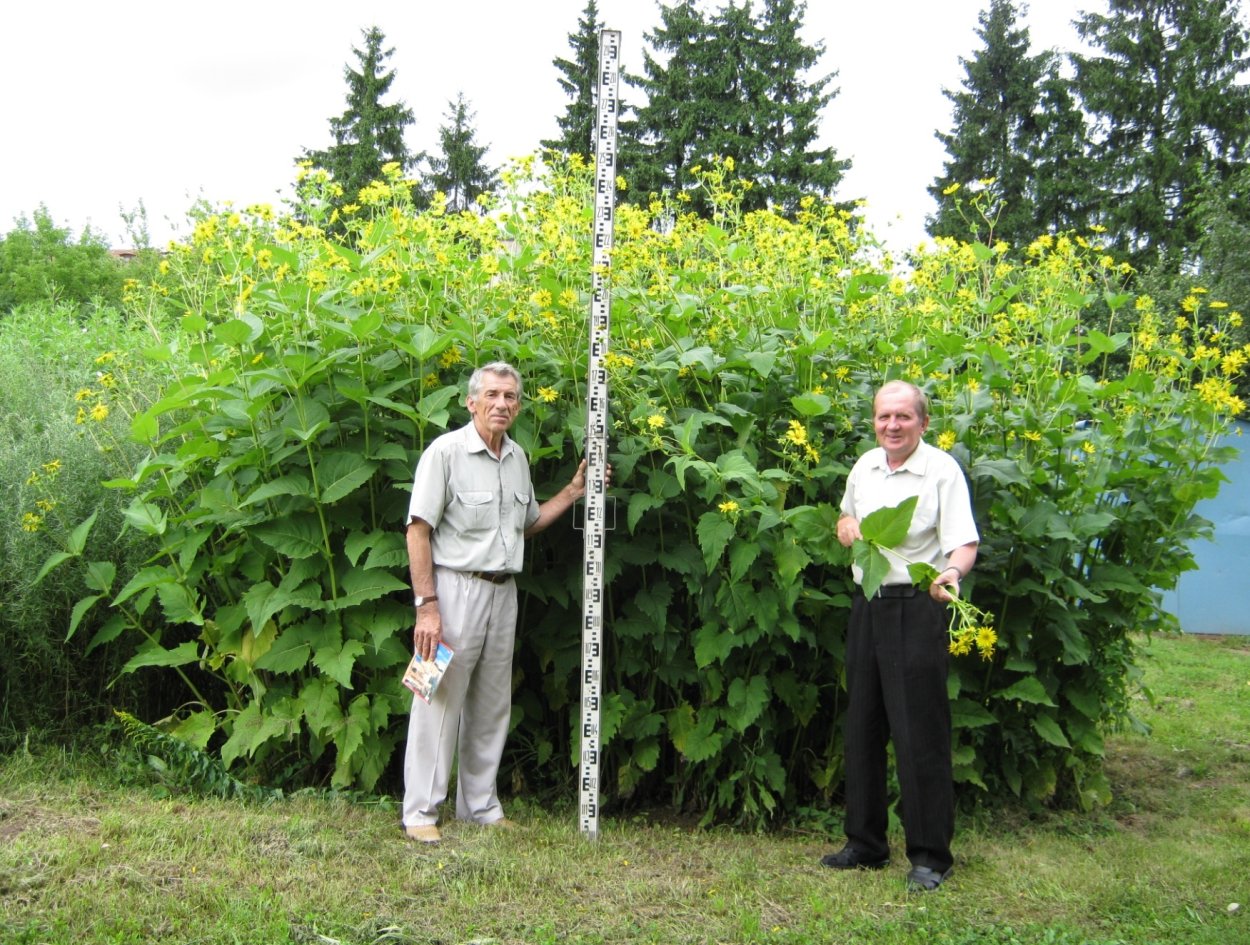 Топинамбур цветение