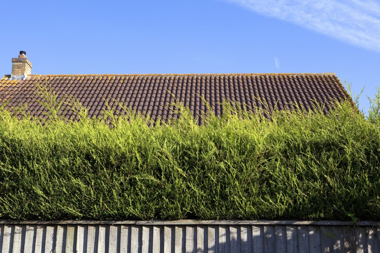 Клещевина остров зеленый