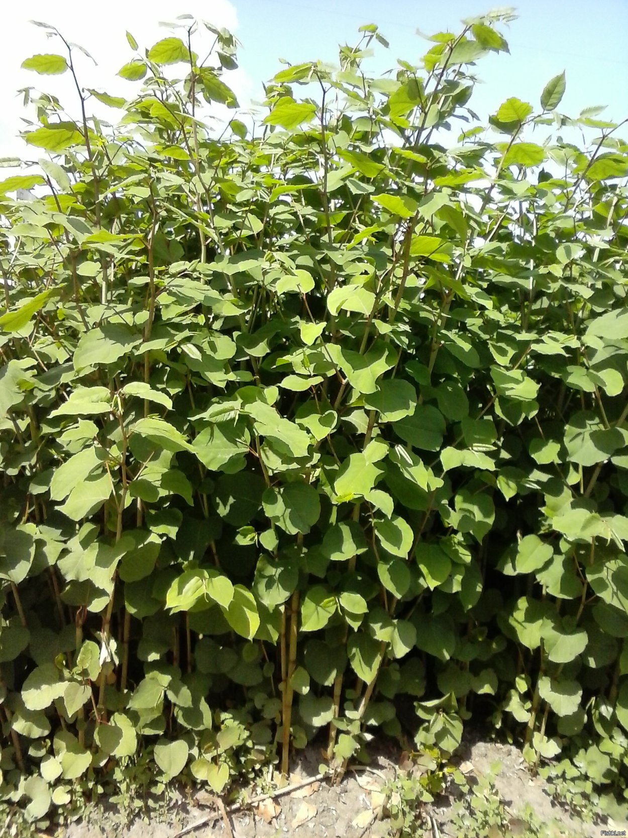 Сильфия медонос