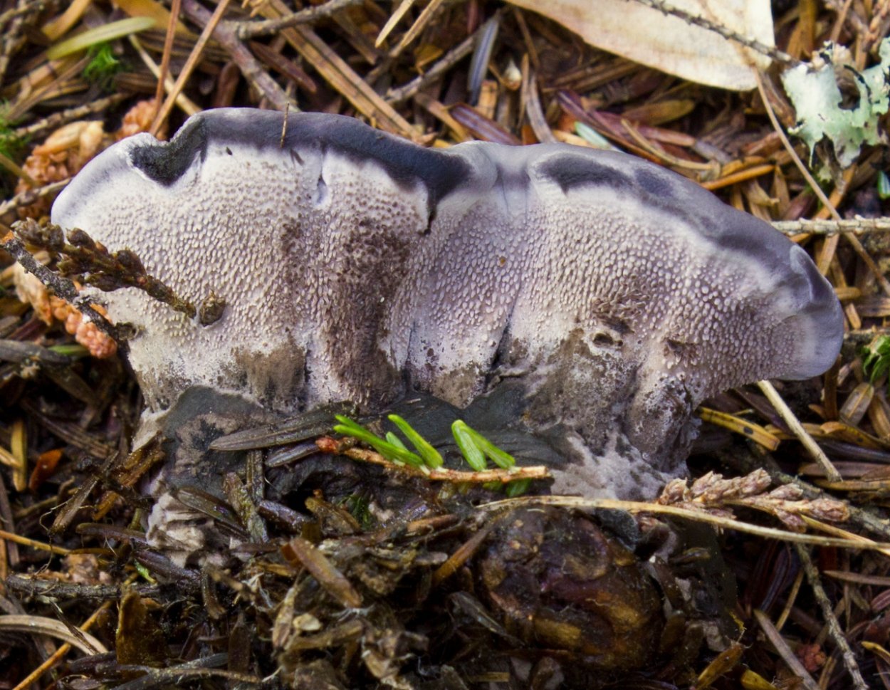 Феллодон гриб