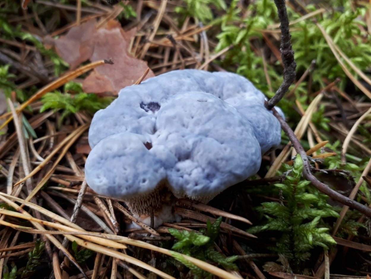 Гриб ежовик Дьявольский