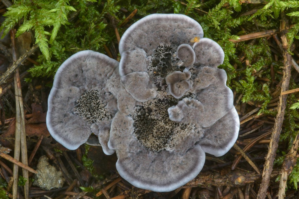 Гриб ежовик черный