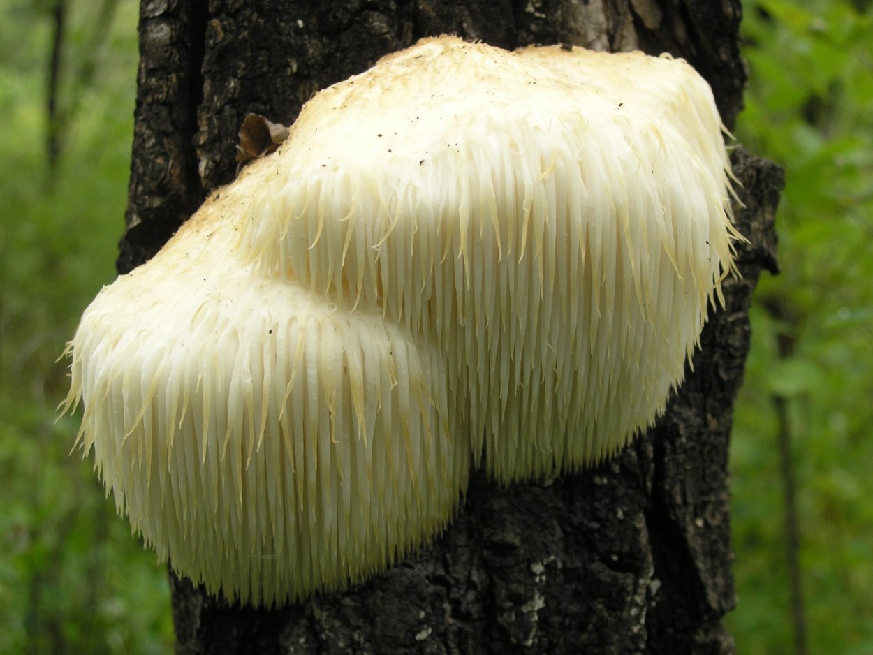 Ежовик Герициум