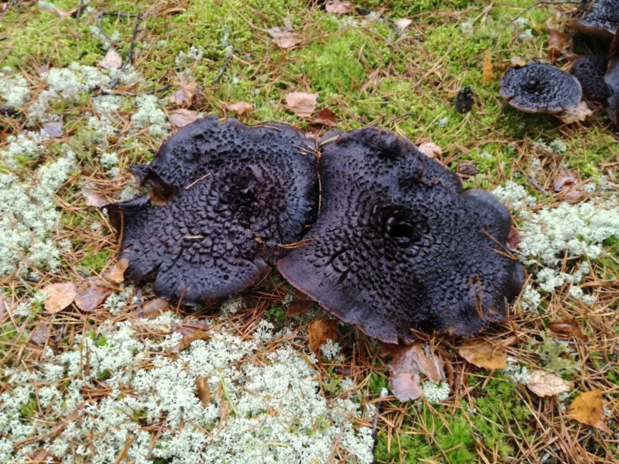 Рогатик коралловидный