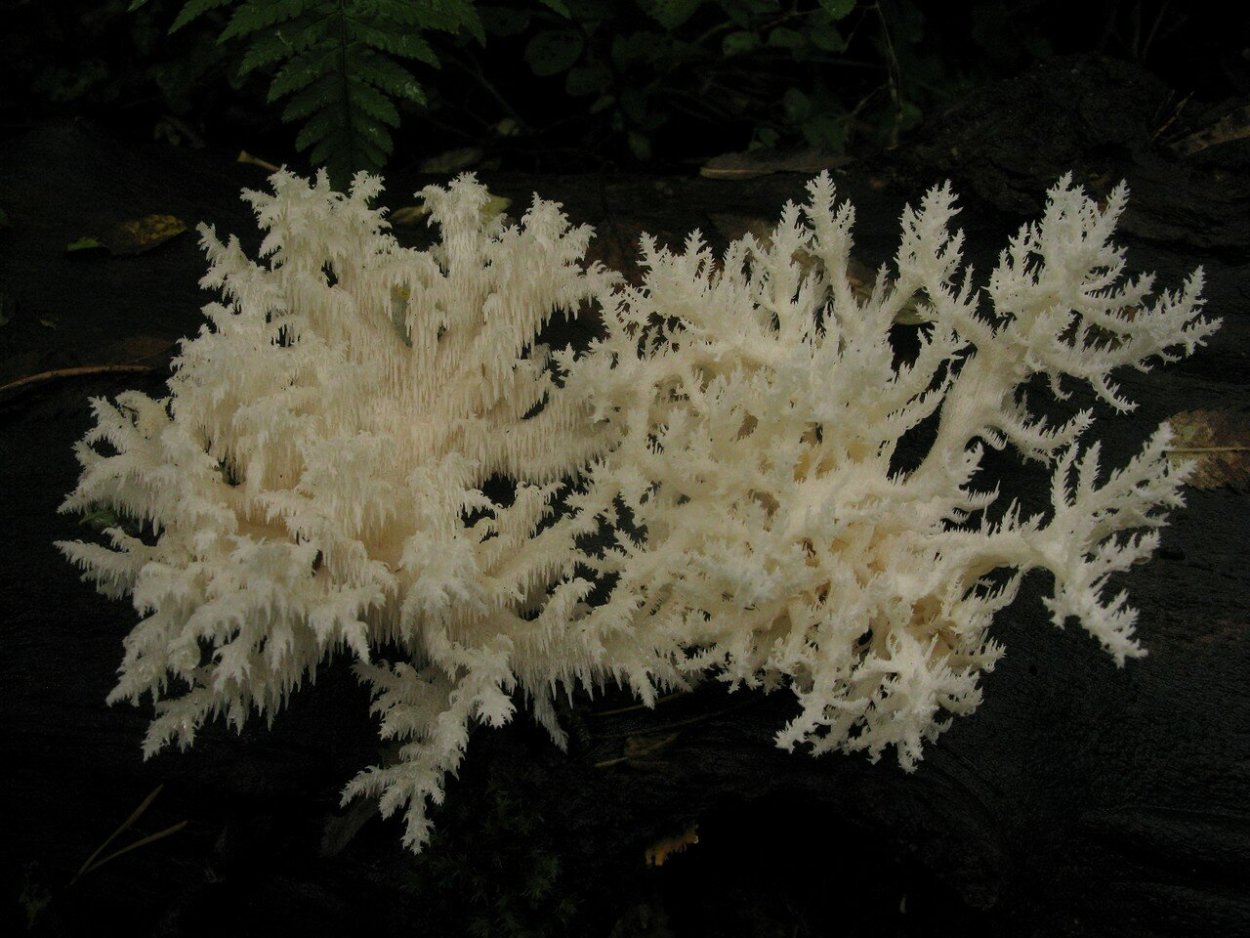 Гриб ежовик черепитчатый