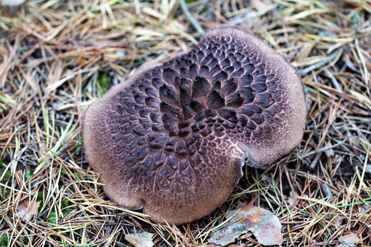 Ежовик жёлтый Ведьмины кольца