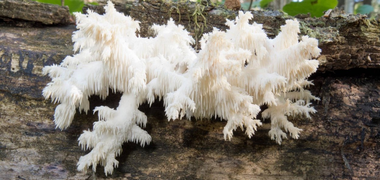 Саркодон черепитчатый