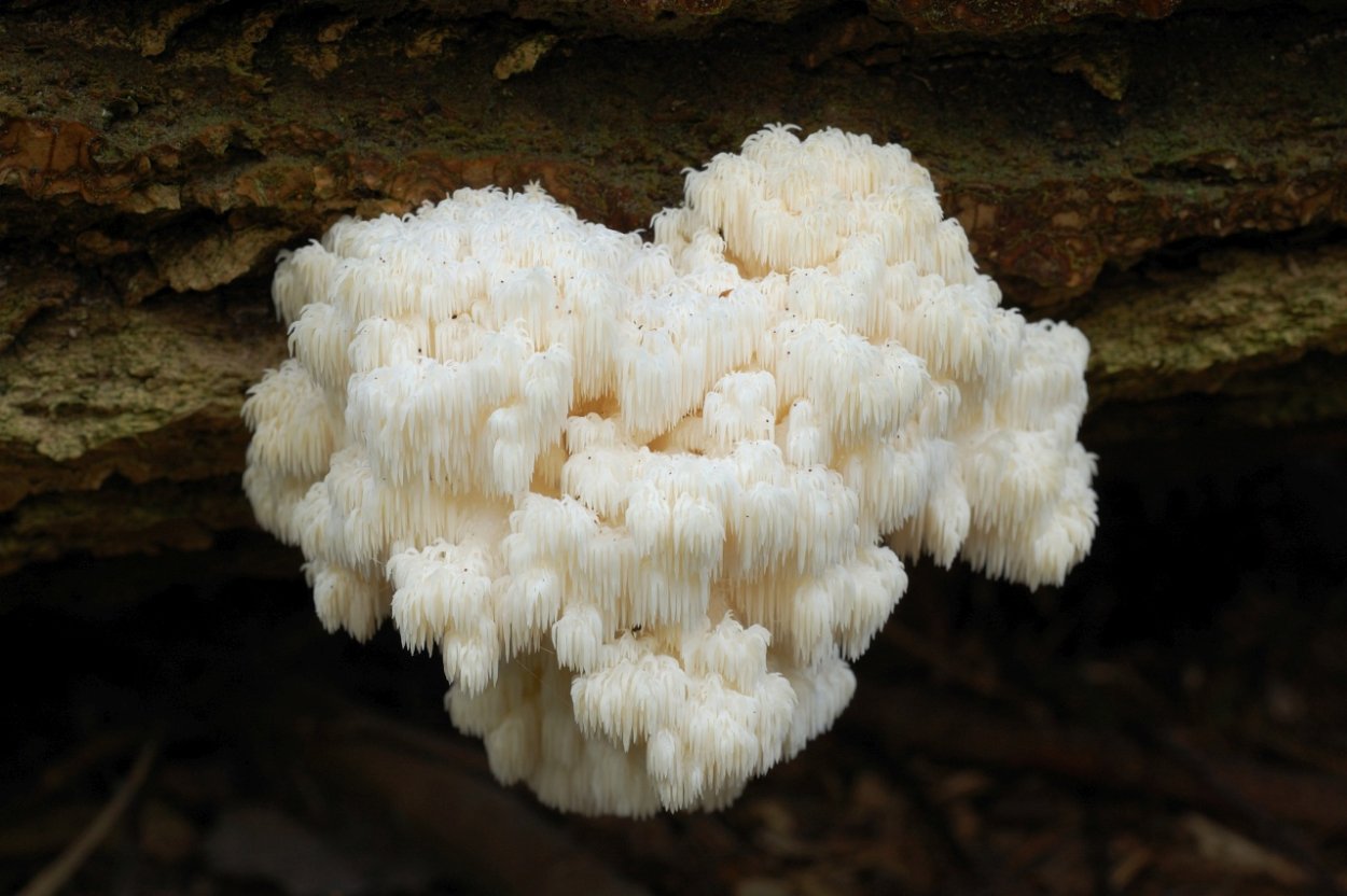 Ежовик белоножковый гриб