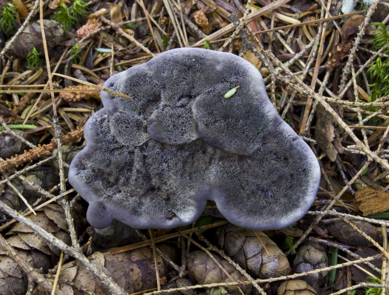 Гриб ежовик черный