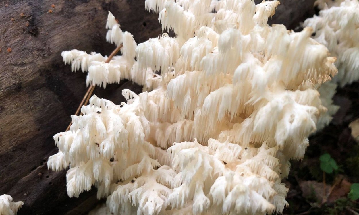 Hericium abietis
