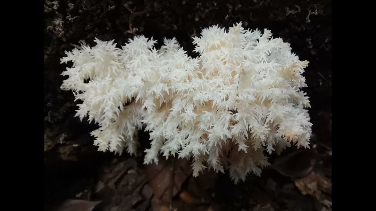 Ежовик желтый, выемчатый