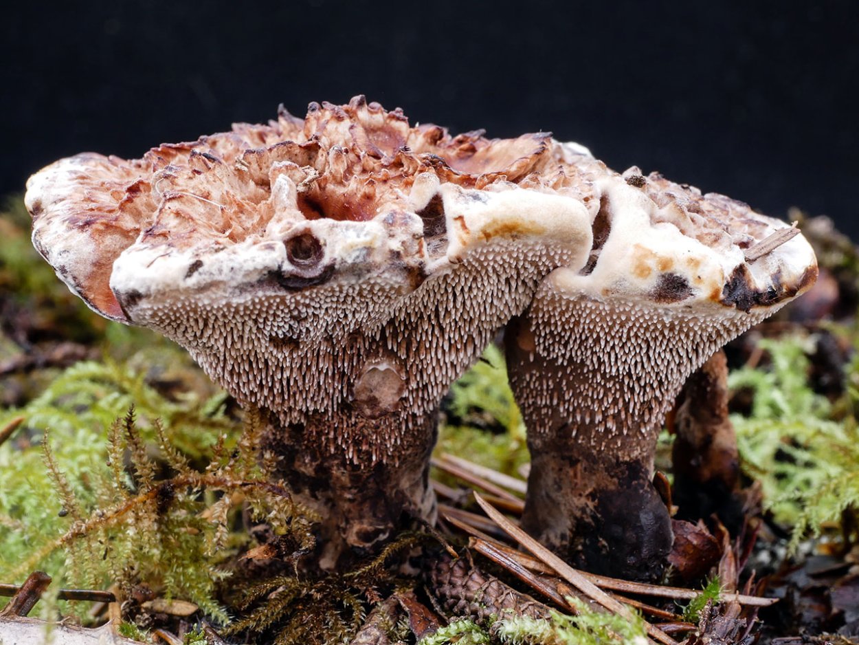 Гриб Chorioactis Geaster