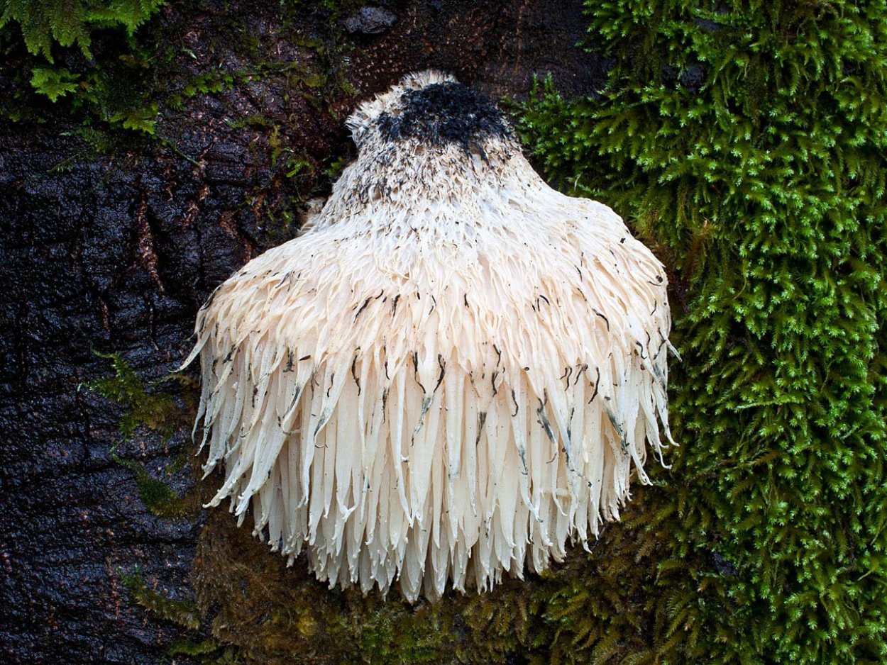 Ежовик гребенчатый Hericium Erinaceus