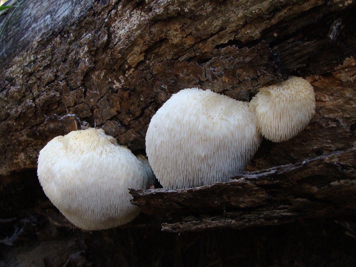 Герициум (Hericium Erinaceus)