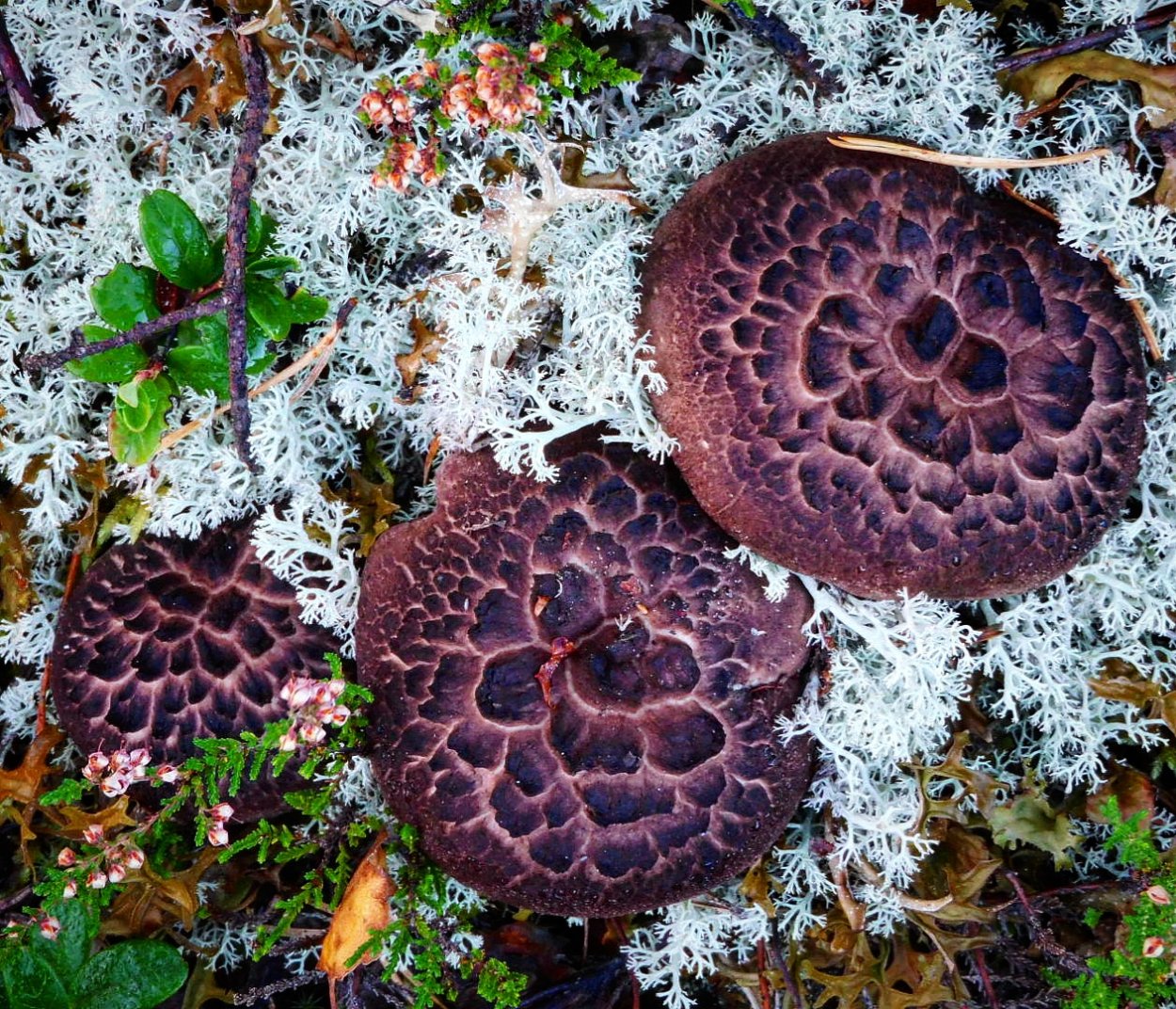 Саркодон черепитчатый