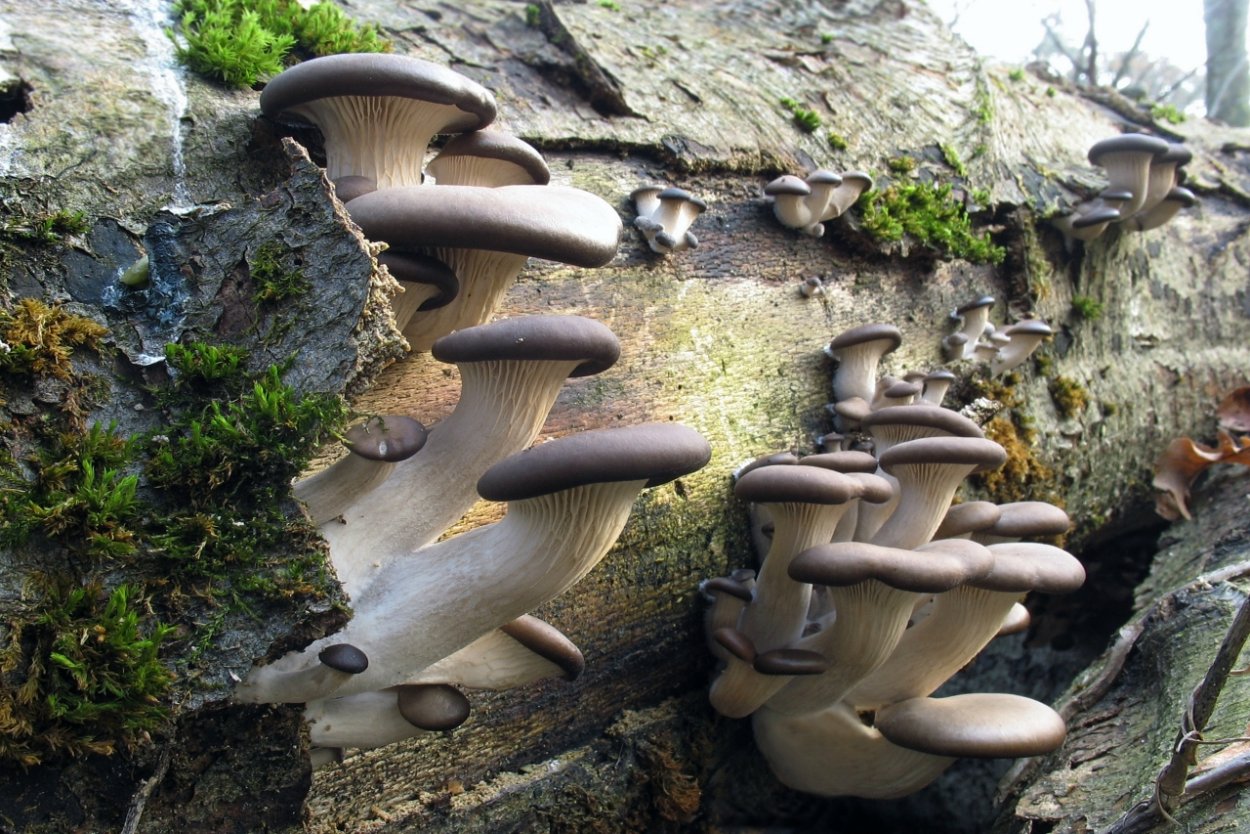 Вешенка обыкновенная (Pleurotus ostreatus)