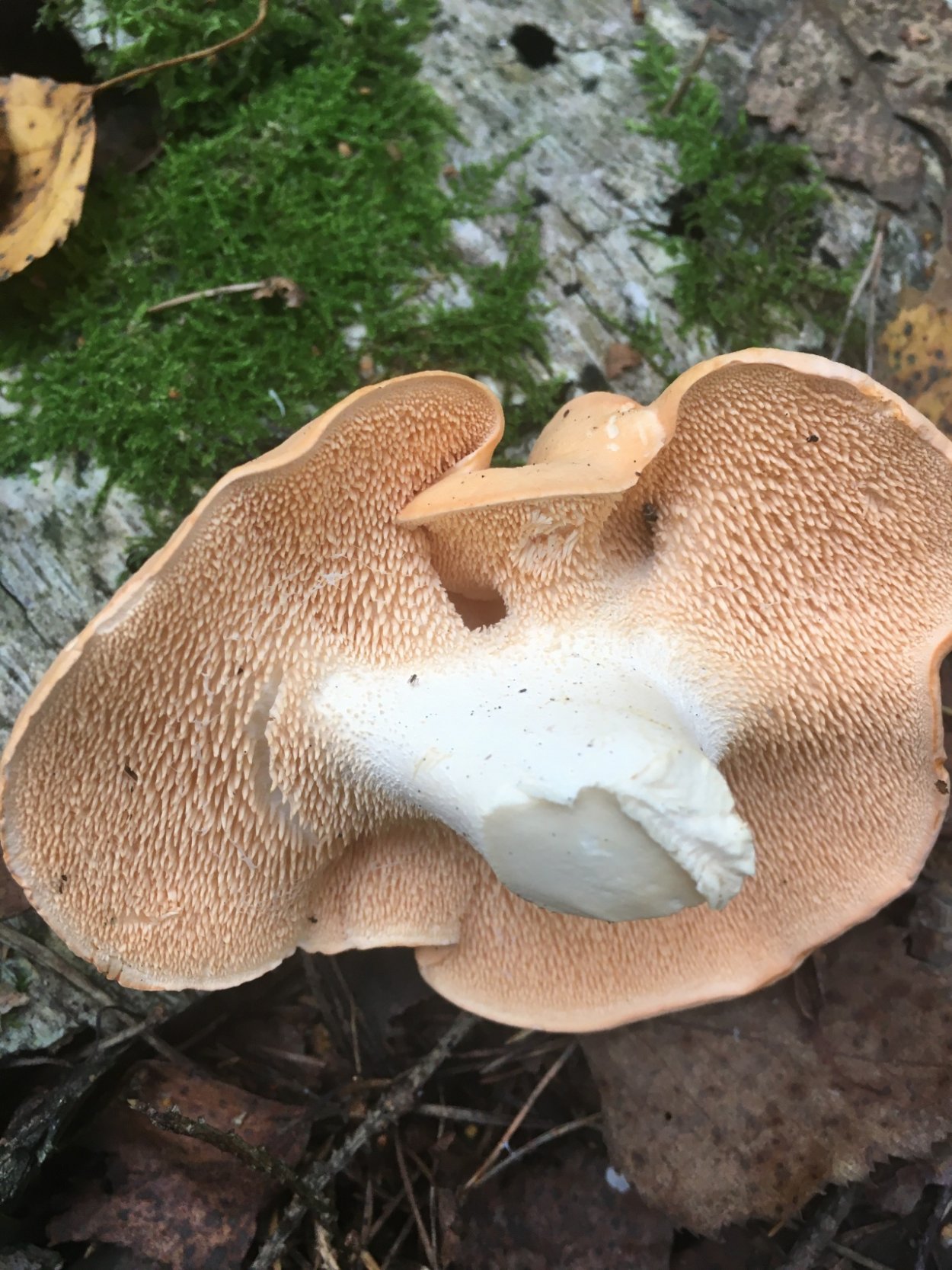 Гриб ежовик черепитчатый