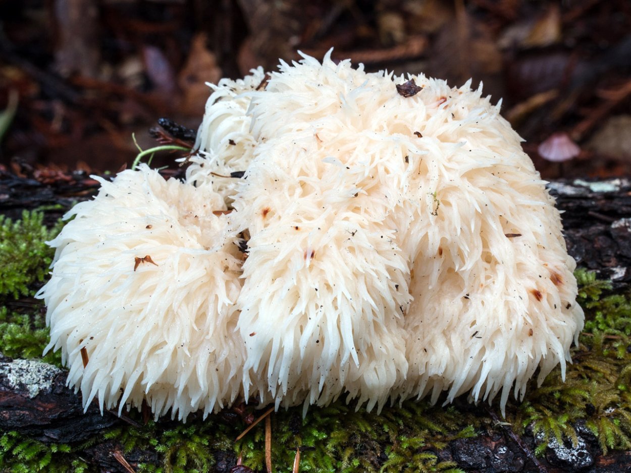 Hericium Clathroides