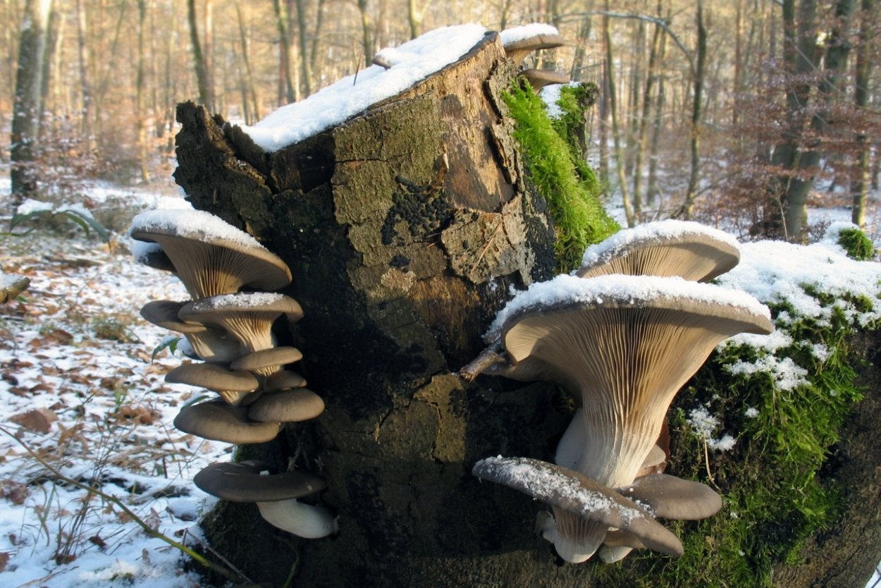 Вёшенка обыкновенная