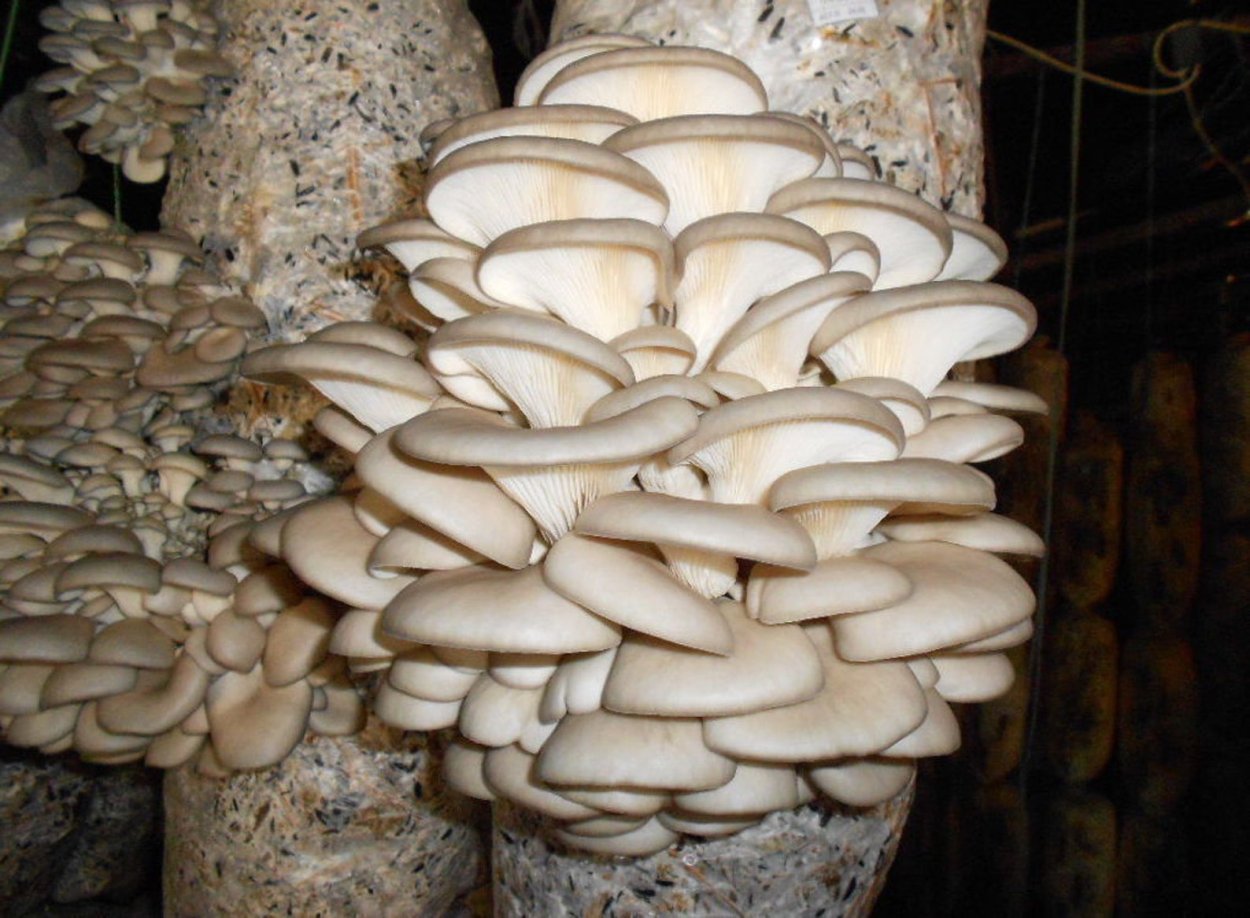 Вешенка индийская Пульмонарис