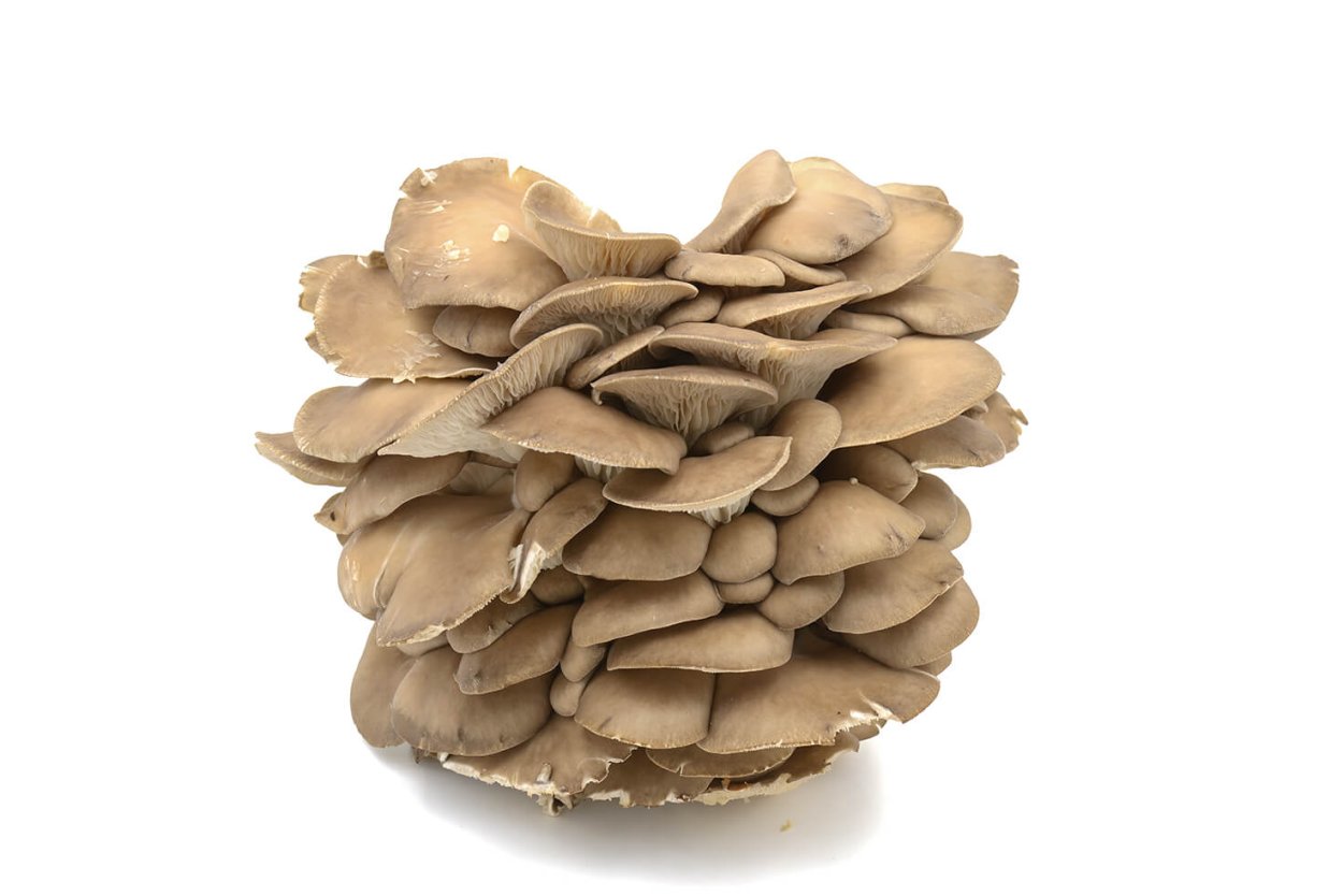 Грибы вешенки в мешках