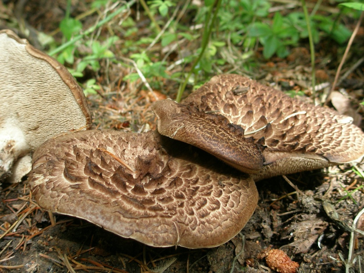 Ежовик коралловидный съедобные грибы