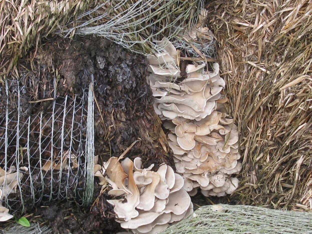 Грибница вешенки в мешках