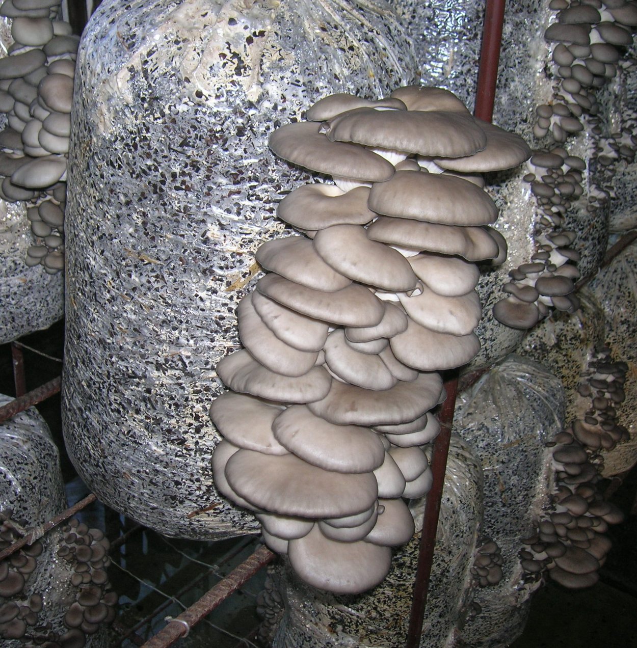 Грибные блоки вешенки