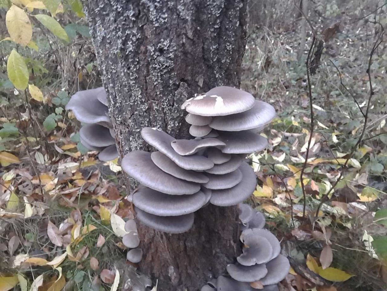 Королевская вешенка на пеньках