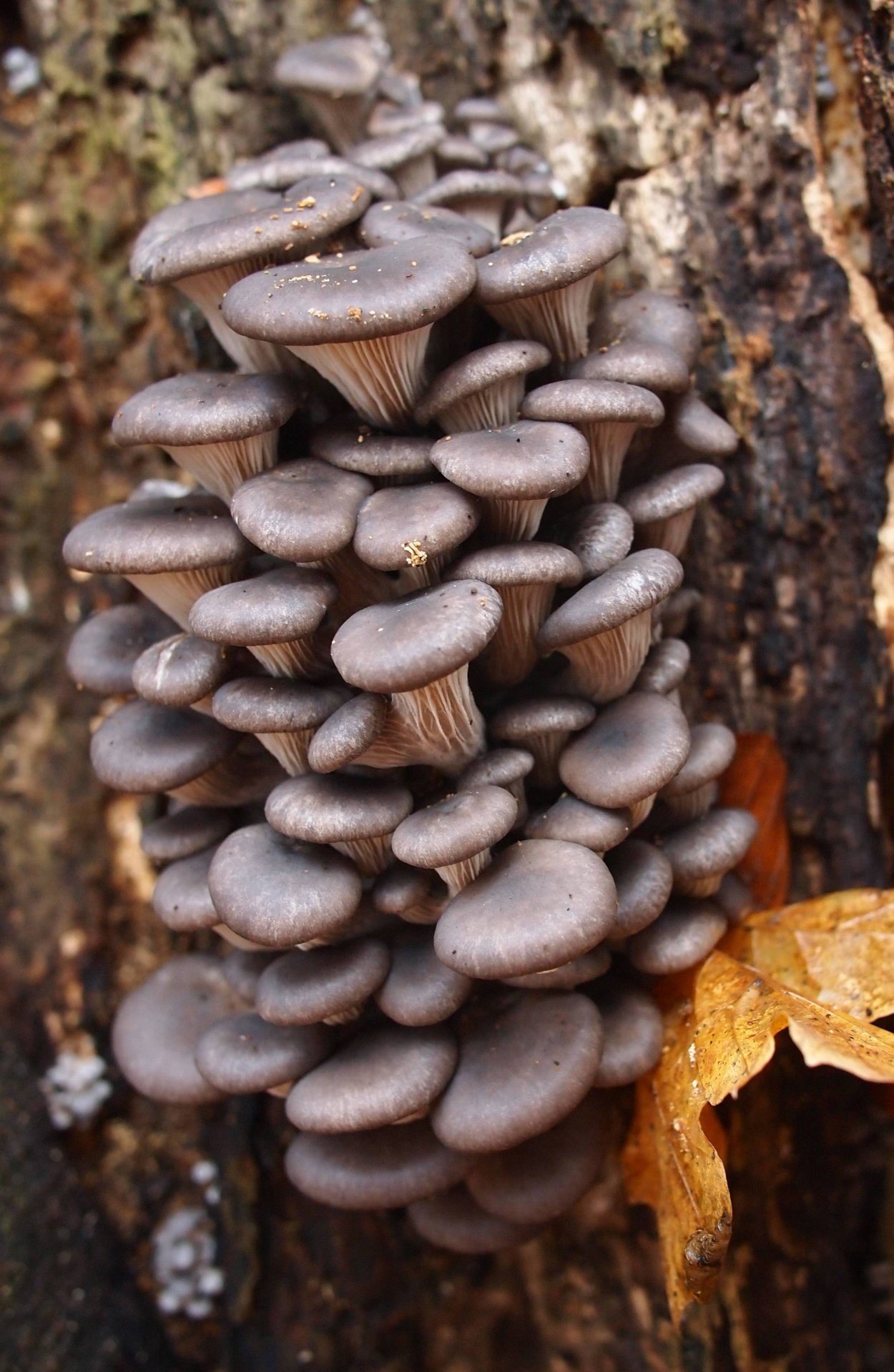 Вешенка обыкновенная