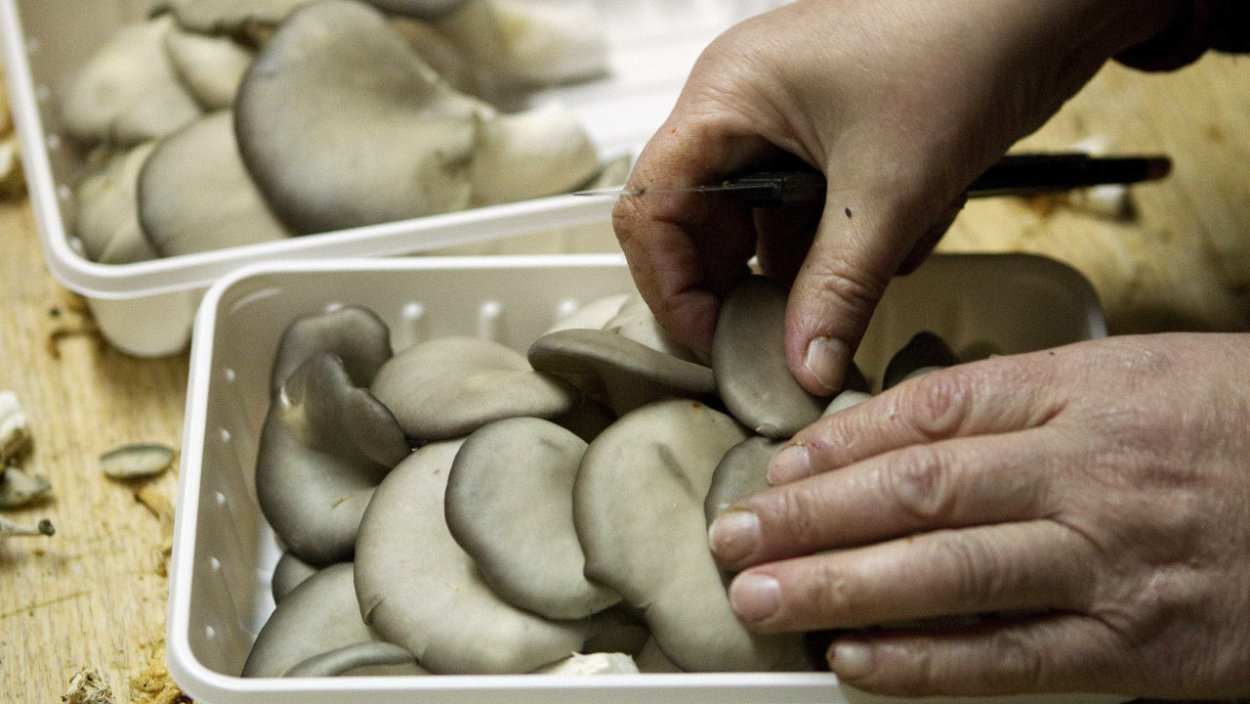 Вешенка обыкновенная гриб