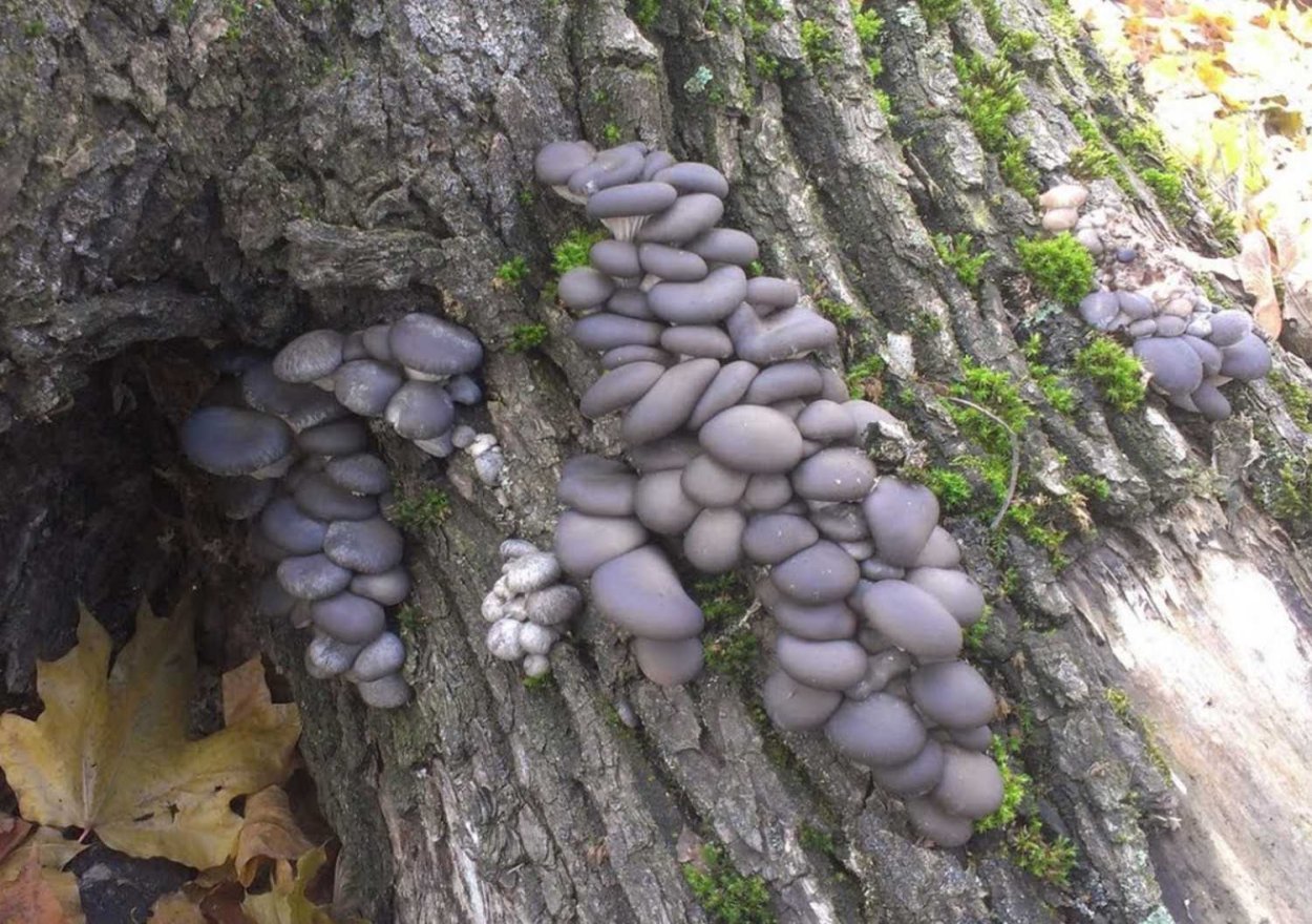 Гриб вешенкавыращивать в мешах