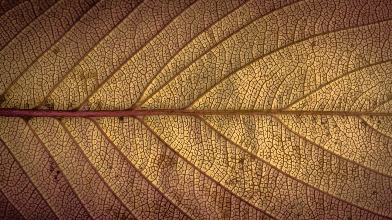 Табак листья сушеные