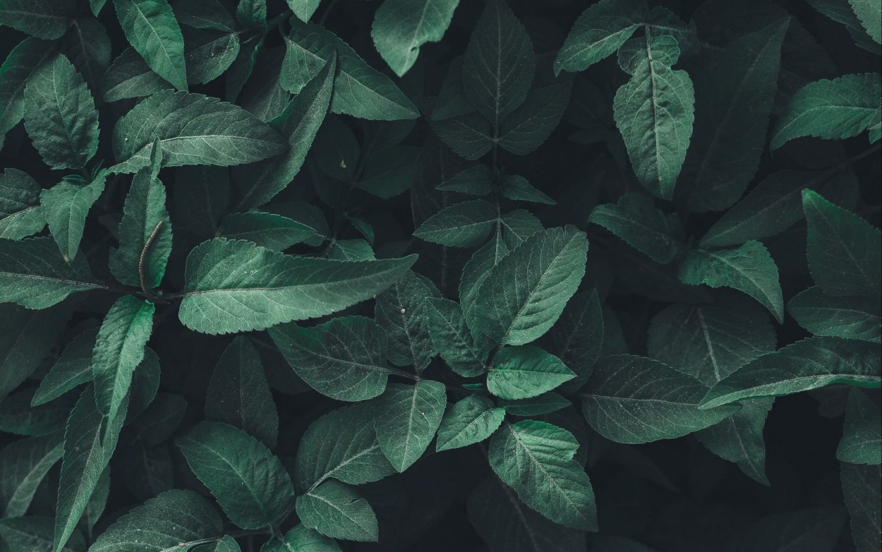 Этикетка табак в векторе