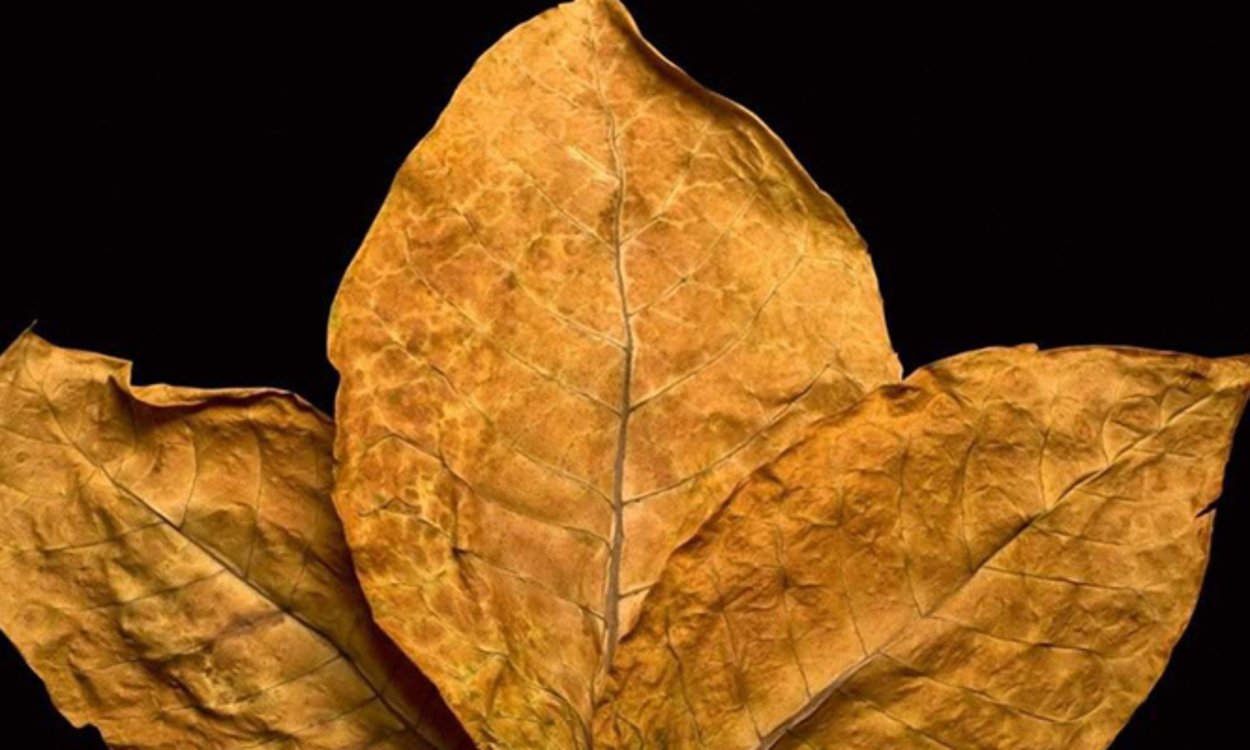 Табачный лист